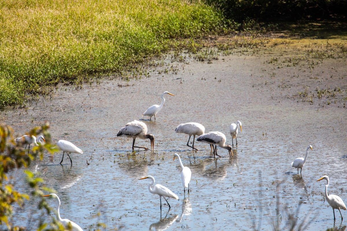 Wood Stork - ML623125565