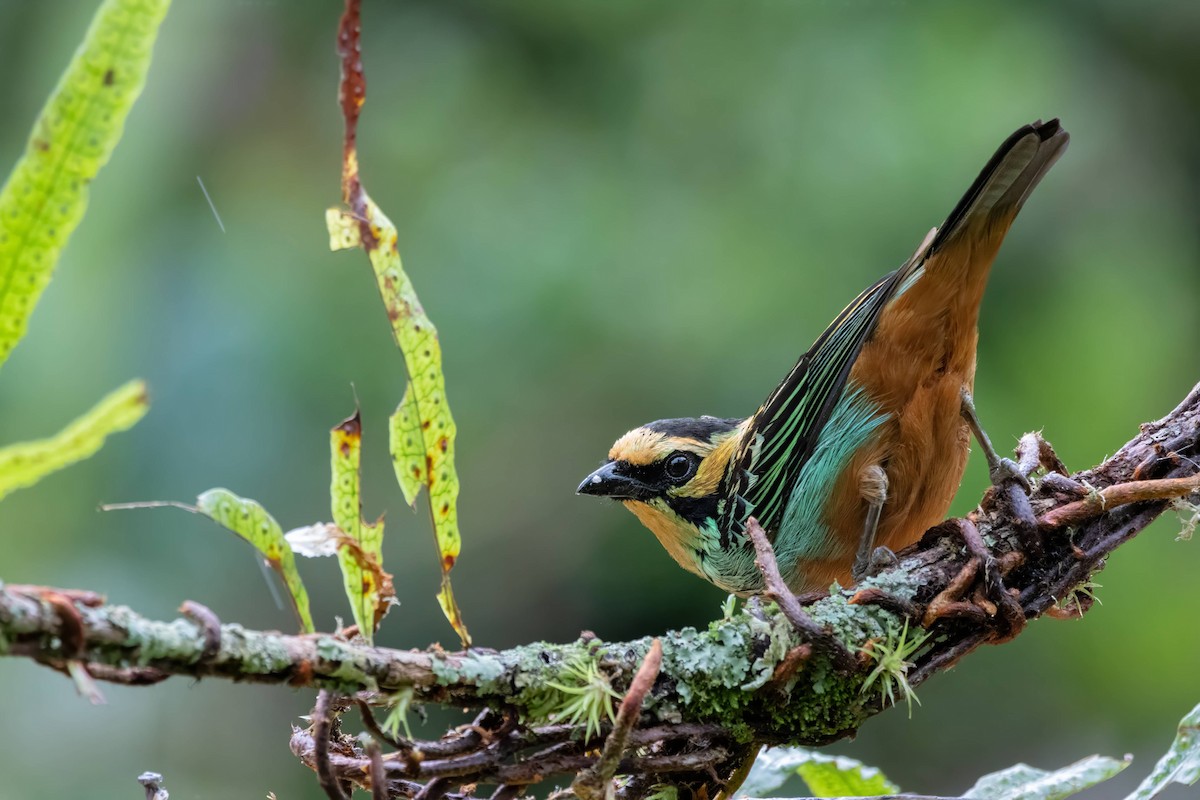 Golden-eared Tanager - ML623125584