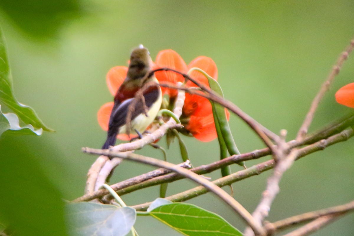 Crimson-backed Sunbird - ML623125622