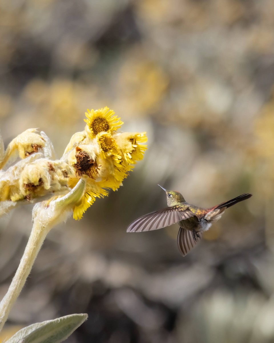 Bronze-tailed Thornbill - ML623125710