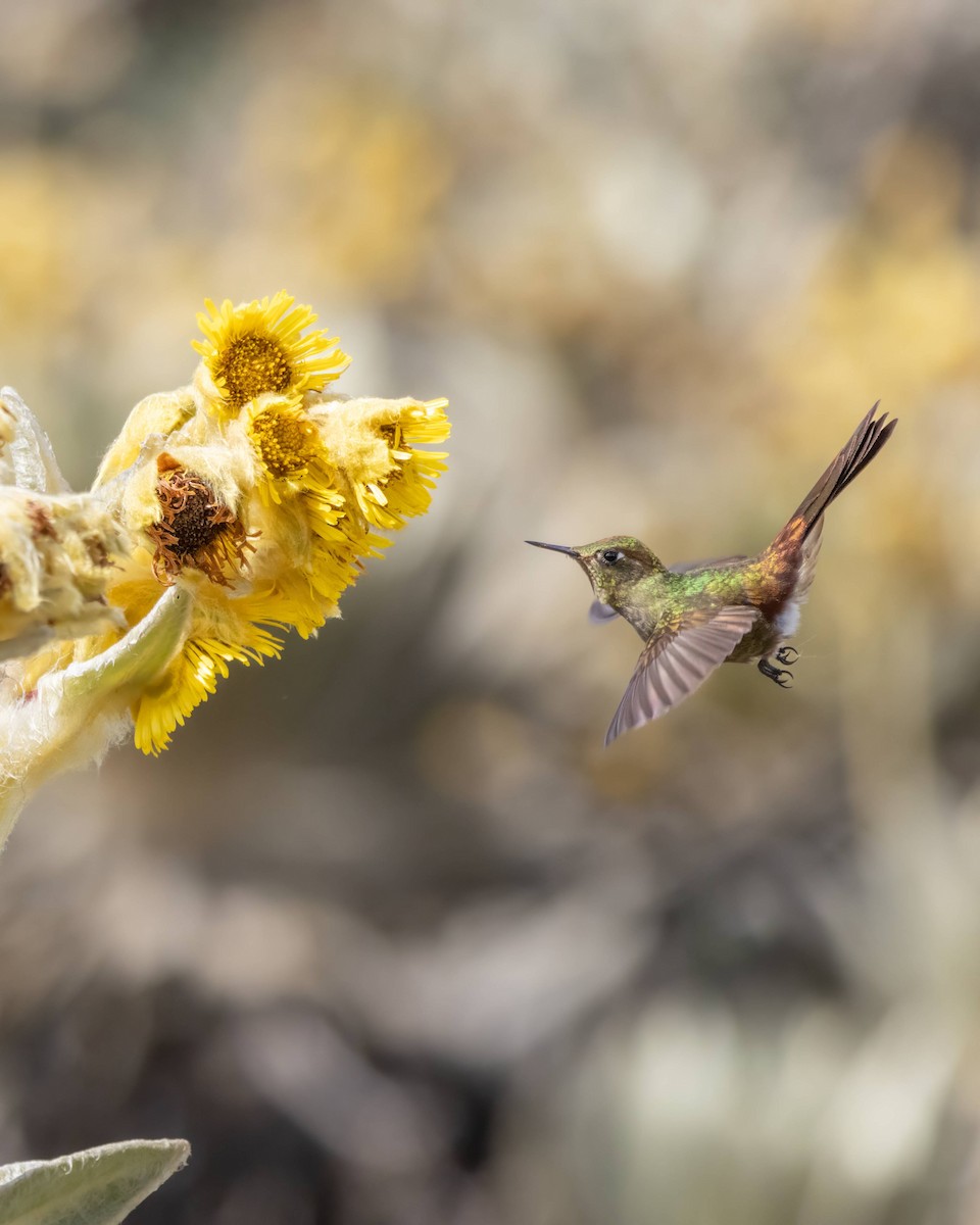 Bronze-tailed Thornbill - ML623125711