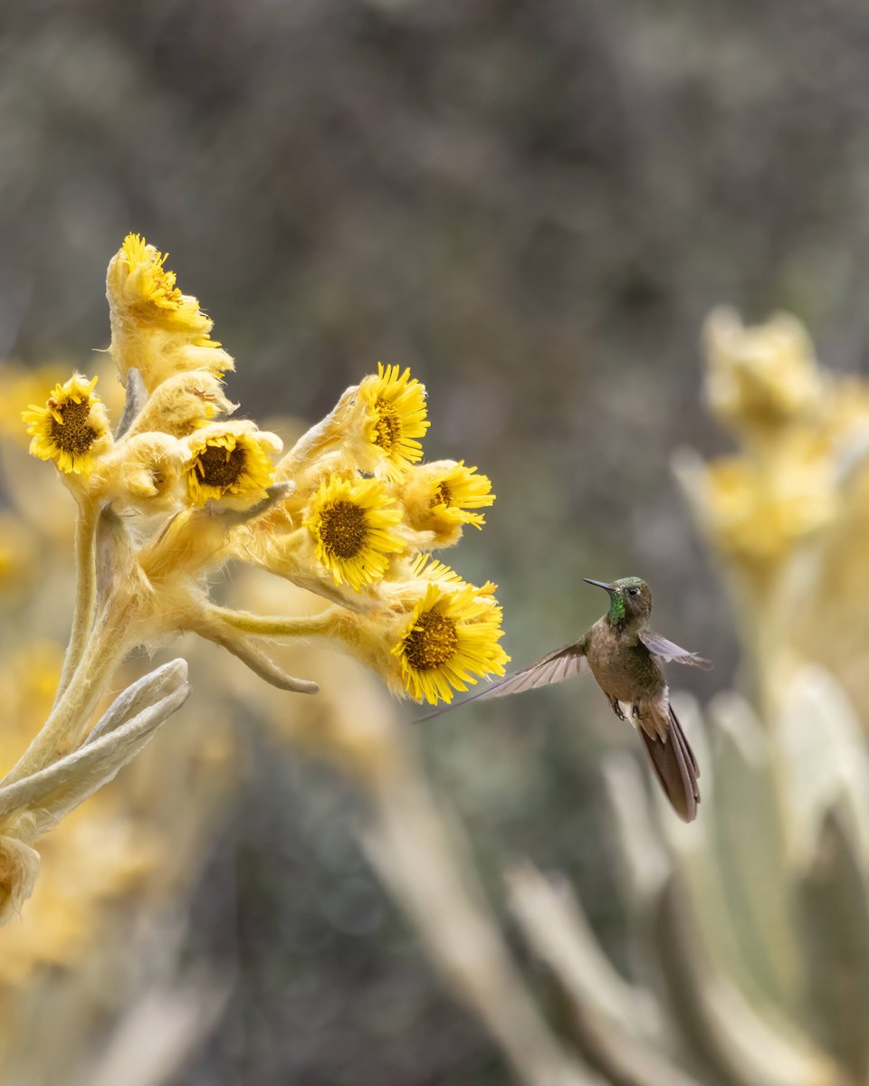 Bronze-tailed Thornbill - Alejandro Pinto_TanagerPhotoTours