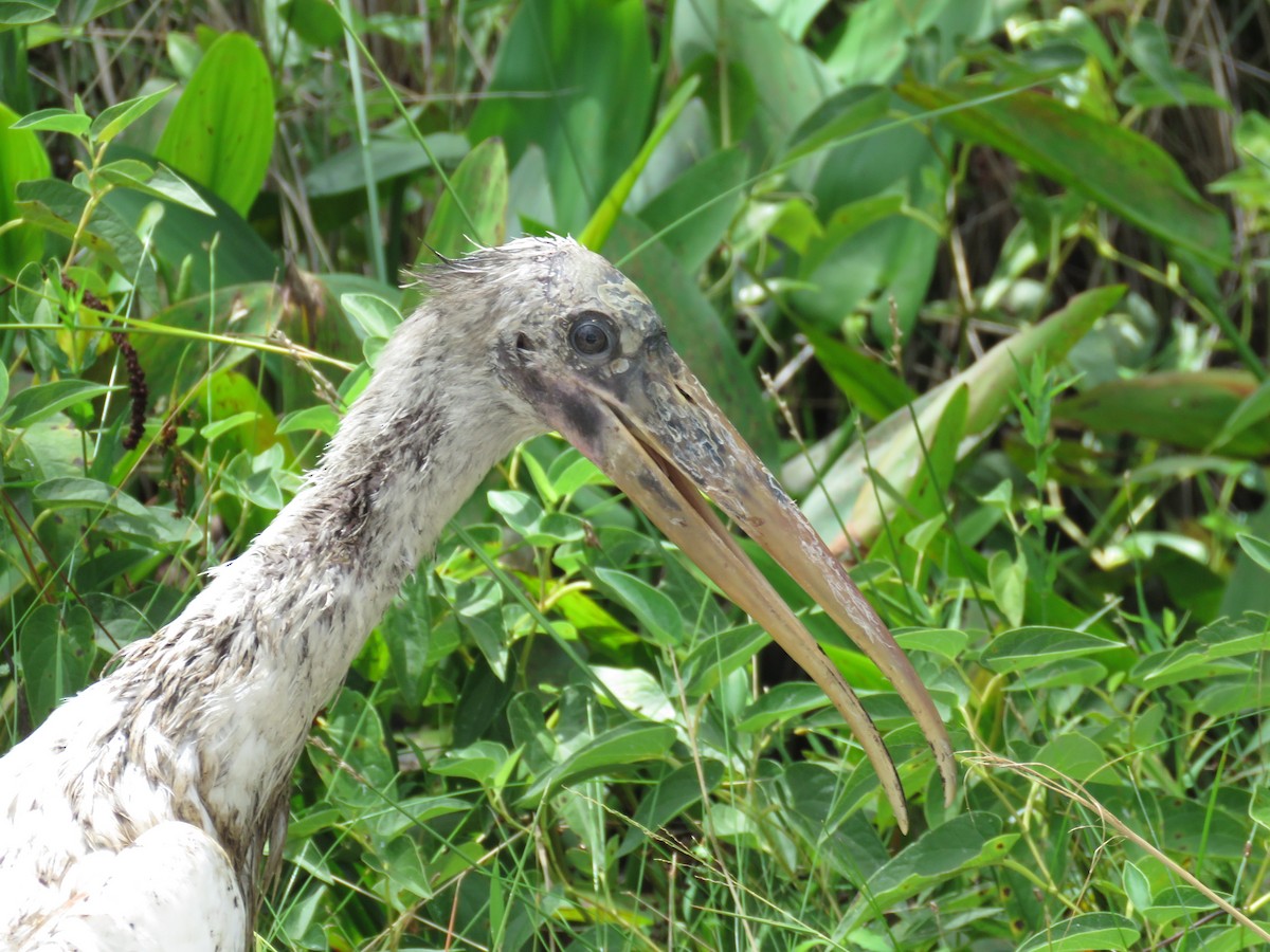 Wood Stork - Lisa Mills