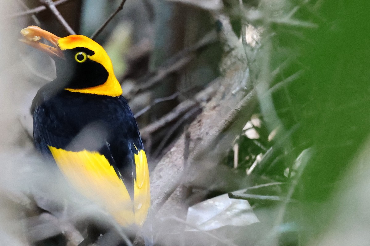 Regent Bowerbird - ML623125843