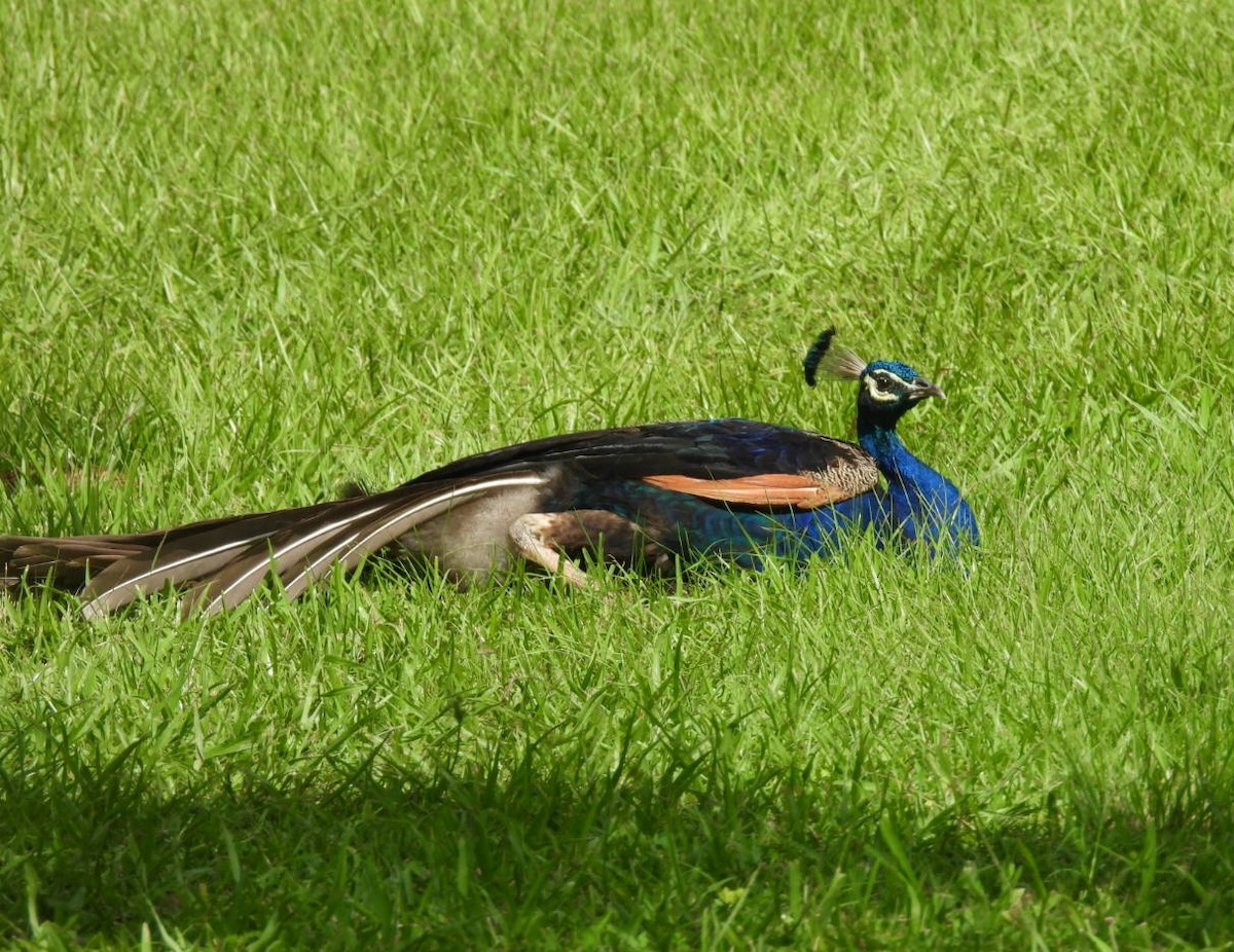 Indian Peafowl - Regina McNulty