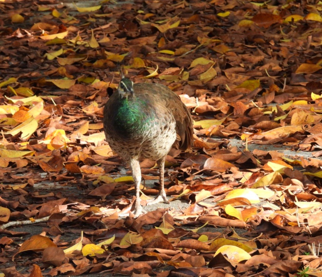 Indian Peafowl - Regina McNulty