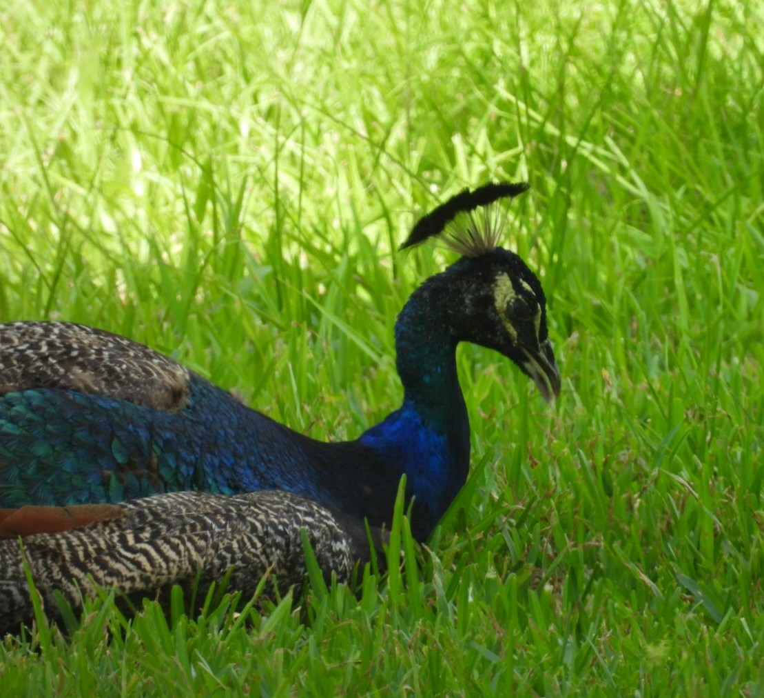 Indian Peafowl - Regina McNulty