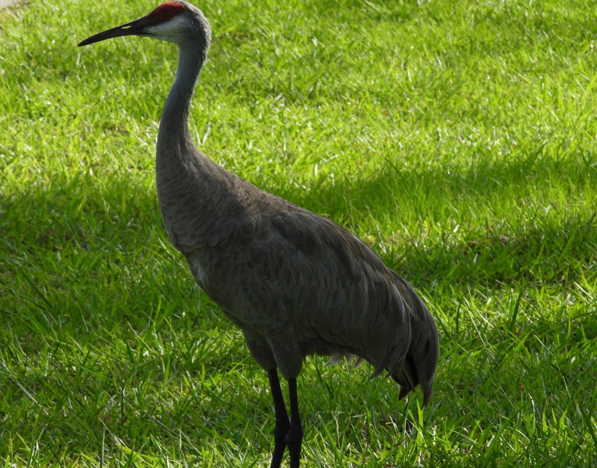 Grulla Canadiense - ML623125896