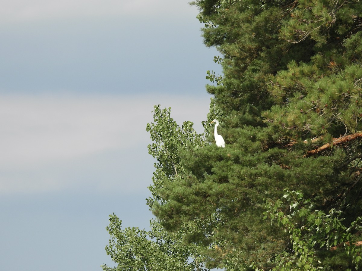 Great Egret - ML623125907