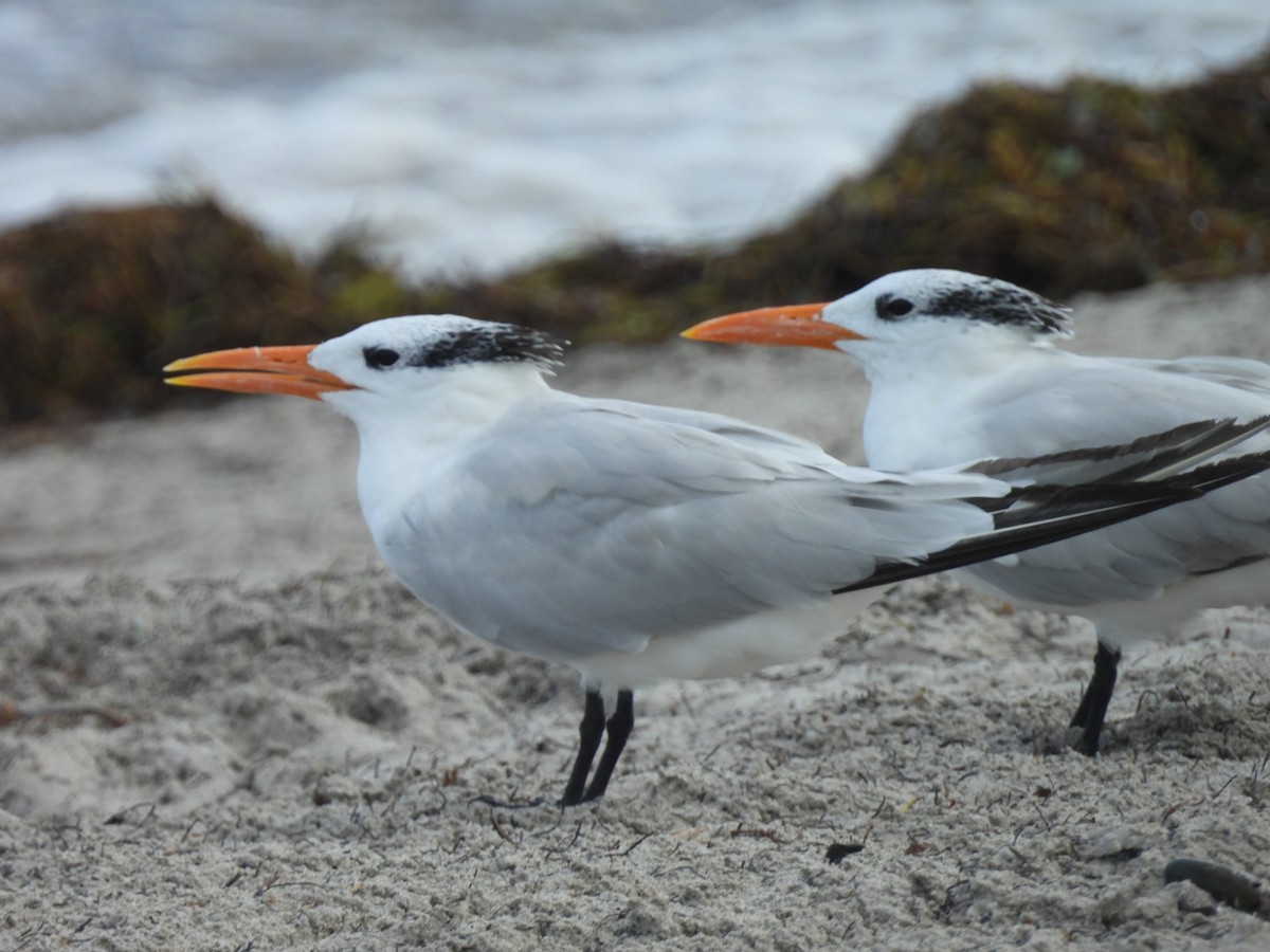 Royal Tern - Regina McNulty