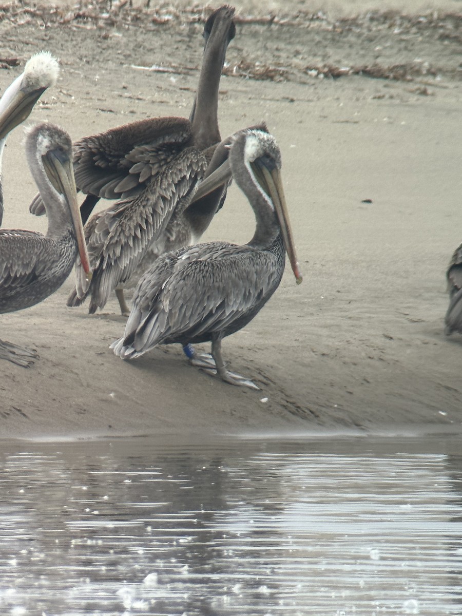 Brown Pelican - ML623126039