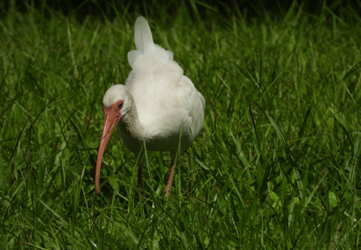 White Ibis - ML623126054