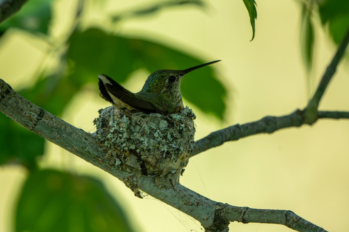 Broad-tailed Hummingbird - ML623126091