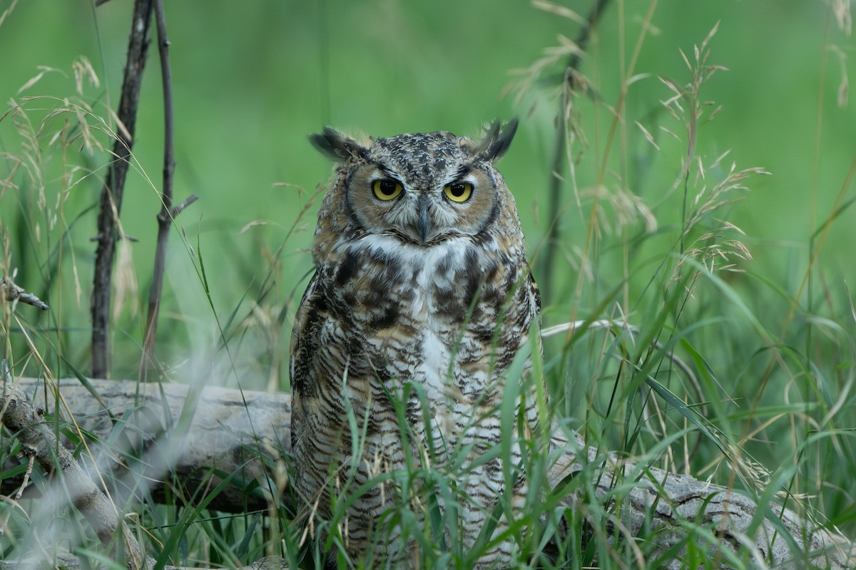 Great Horned Owl - ML623126095