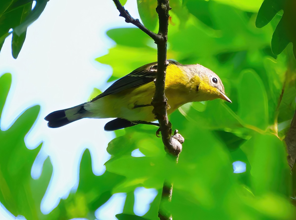 Magnolia Warbler - ML623126131