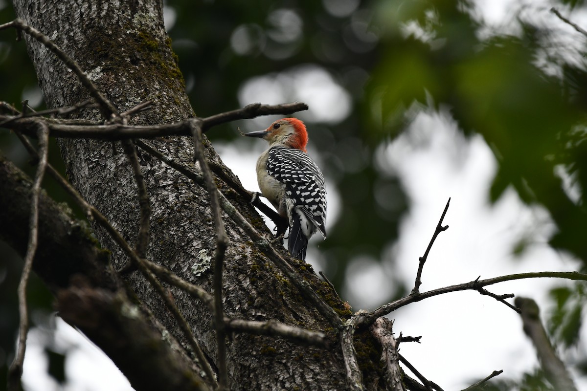 Red-bellied Woodpecker - ML623126167