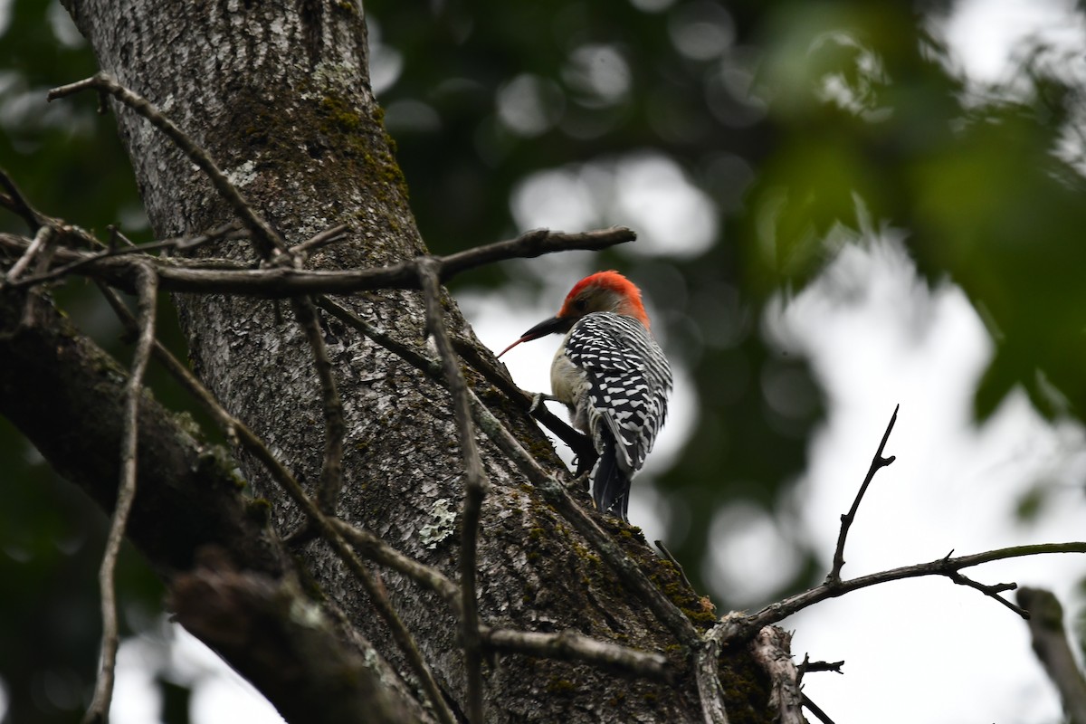 Red-bellied Woodpecker - ML623126168