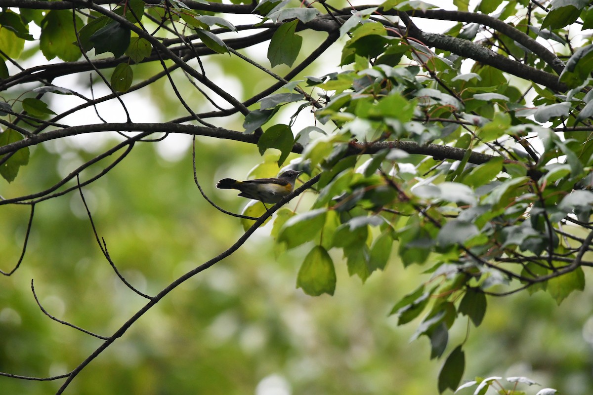 American Redstart - ML623126183