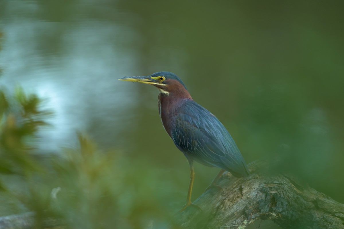 Green Heron - ML623126270