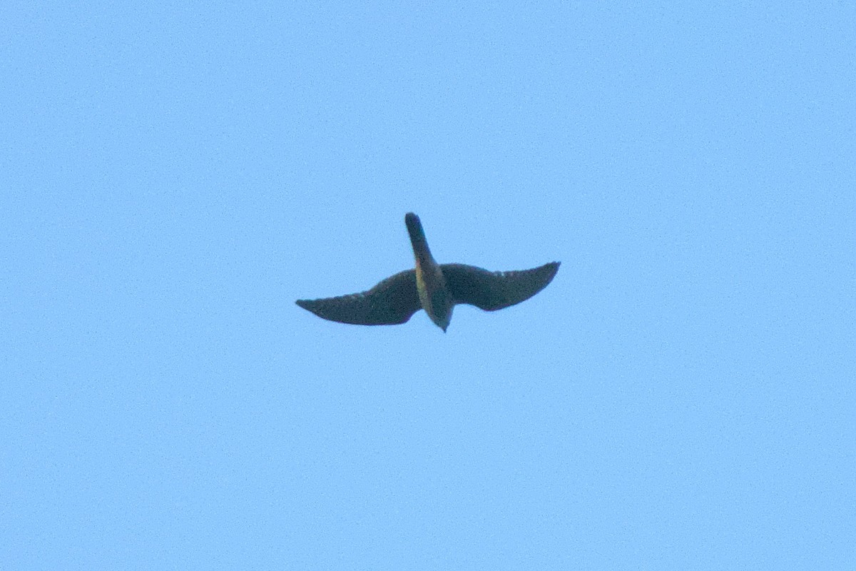 American Kestrel - ML623126301