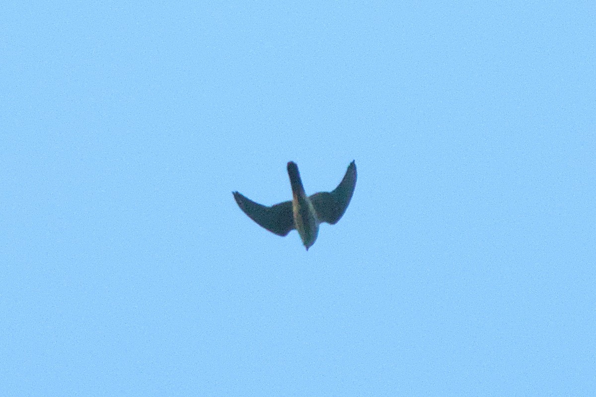 American Kestrel - ML623126304