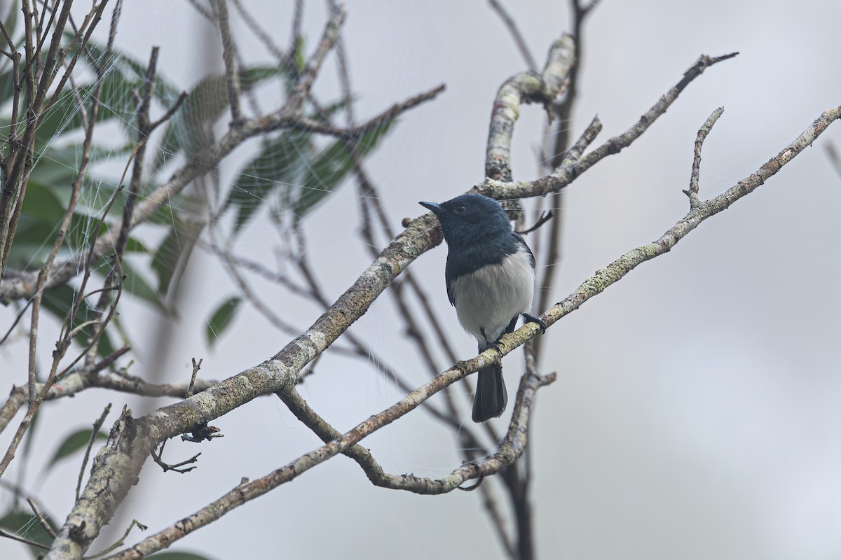 Leaden Flycatcher - ML623126330