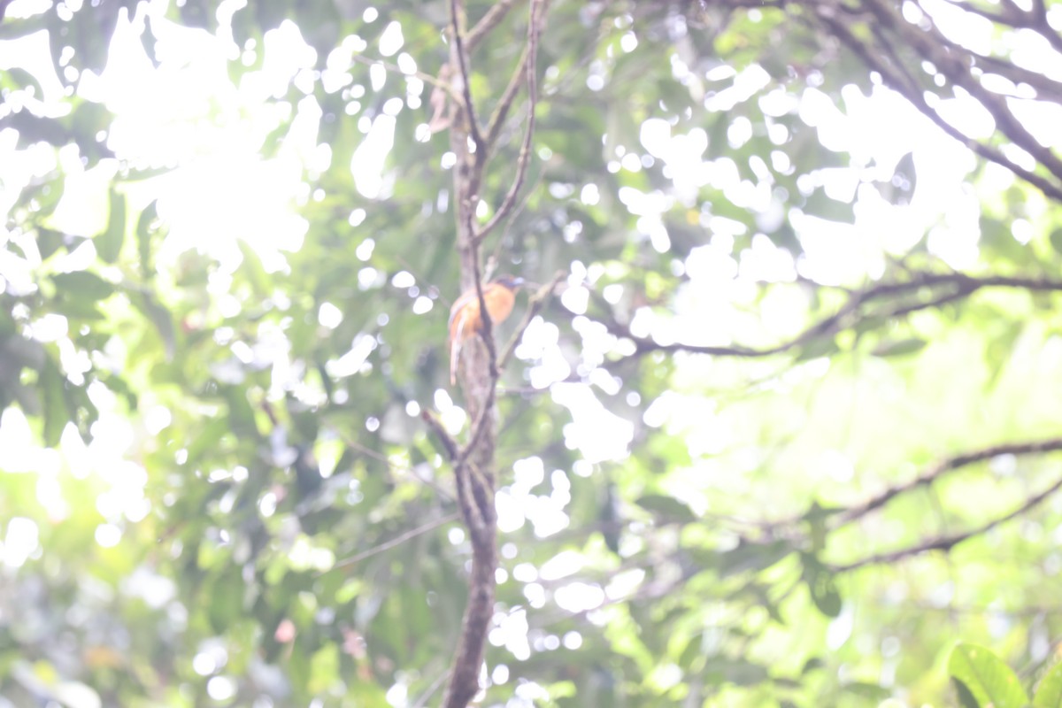 Scarlet-rumped Trogon - ML623126417