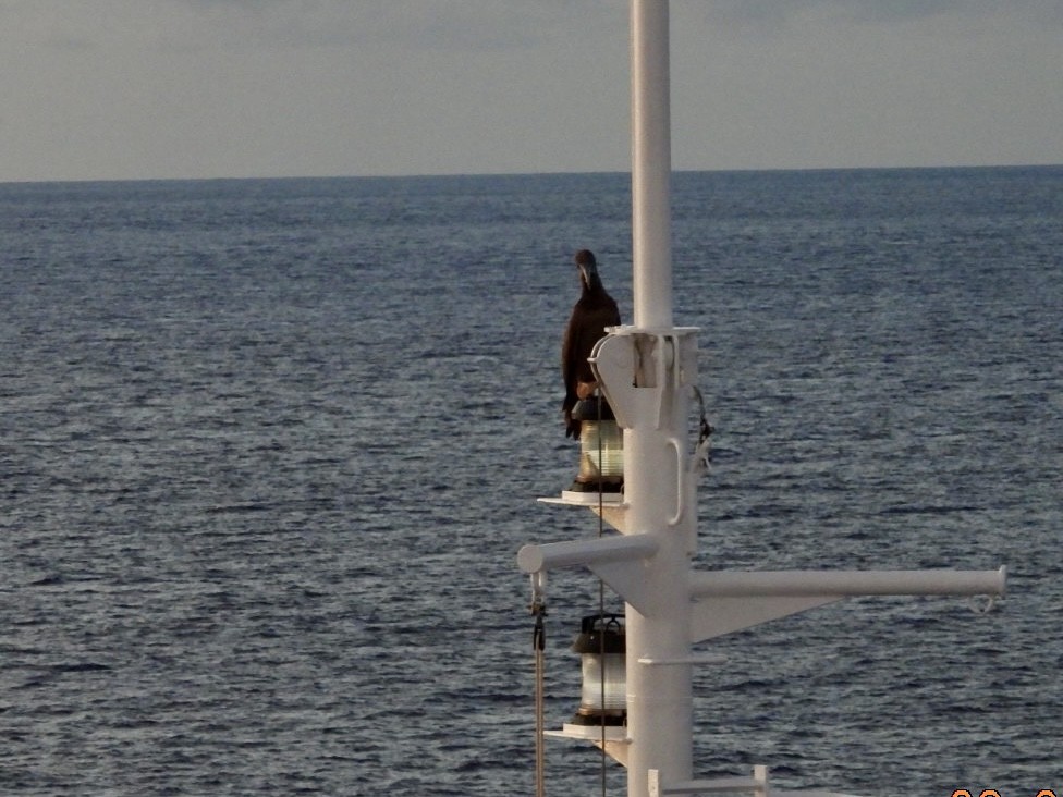 Brown Booby - ML623126476