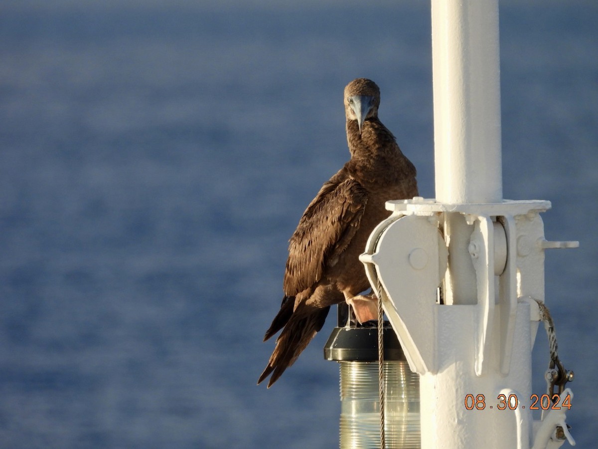 Brown Booby - ML623126477