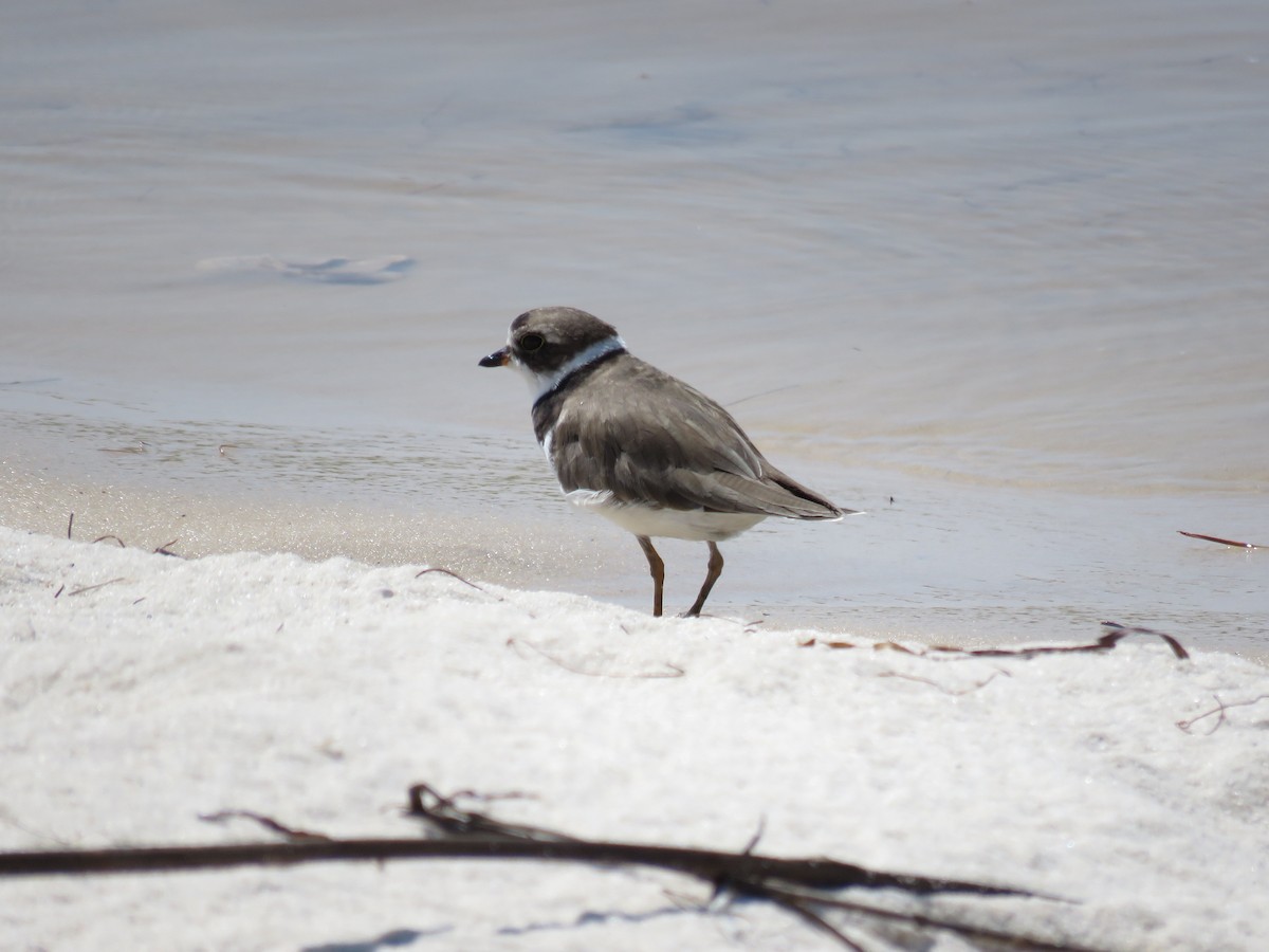 Semipalmated Plover - ML623126636