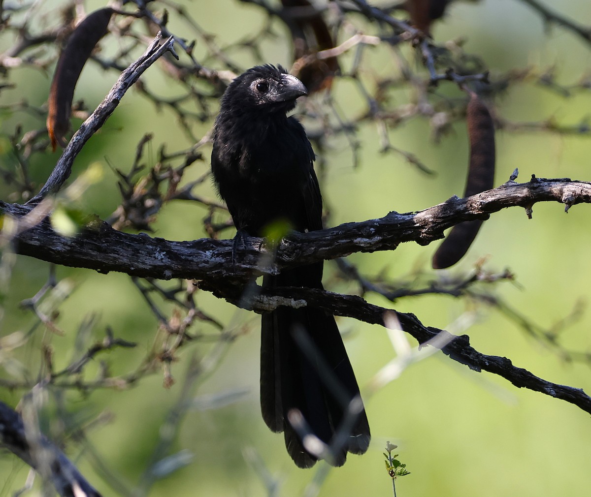 Groove-billed Ani - ML623126708