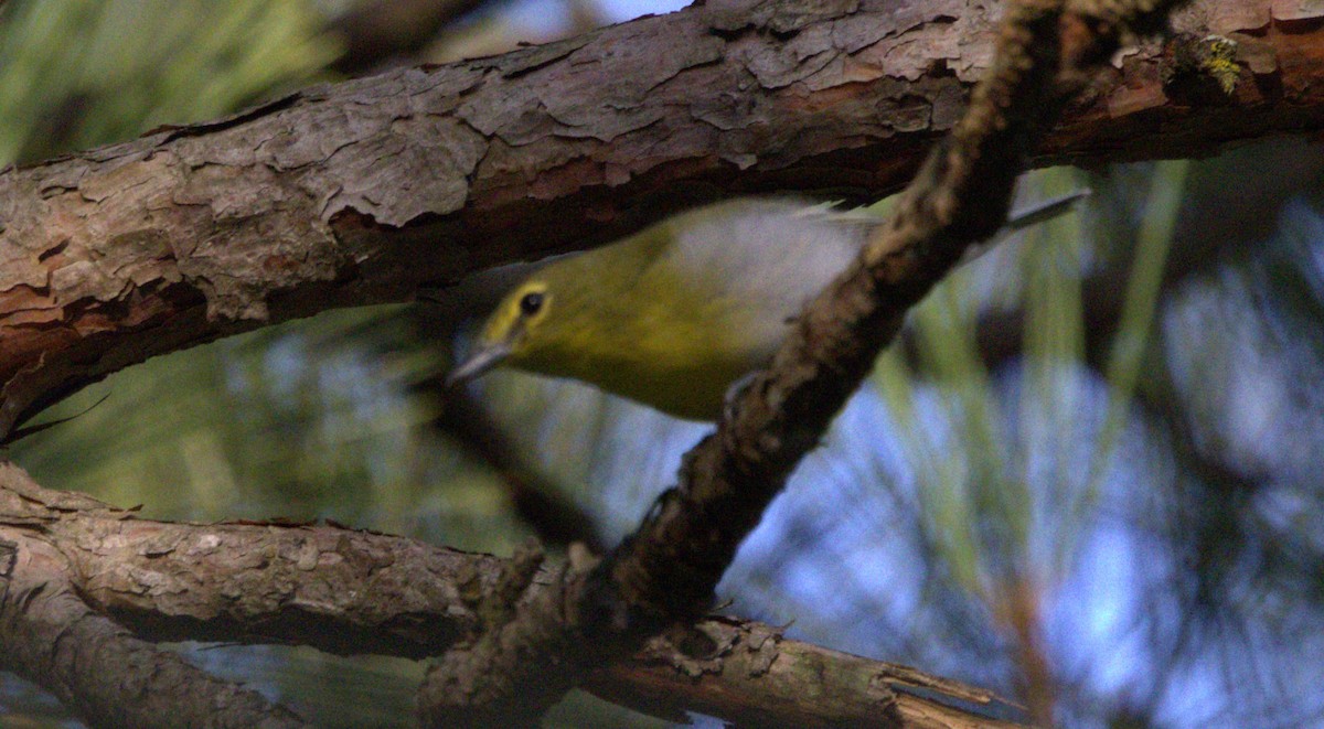 Yellow-throated Vireo - ML623126722