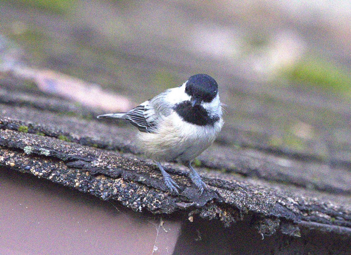 Black-capped Chickadee - ML623126725