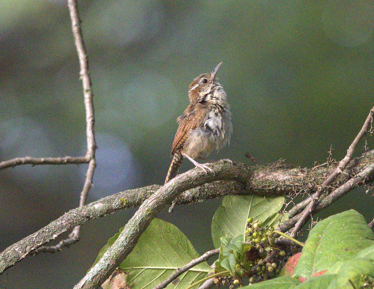 Carolina Wren - ML623126730