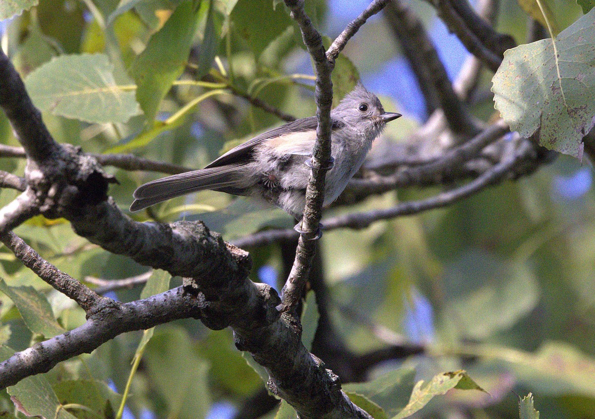 Tufted Titmouse - Keith McMullen