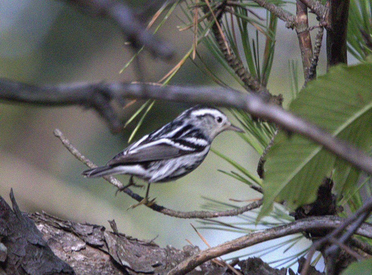 Black-and-white Warbler - ML623126757