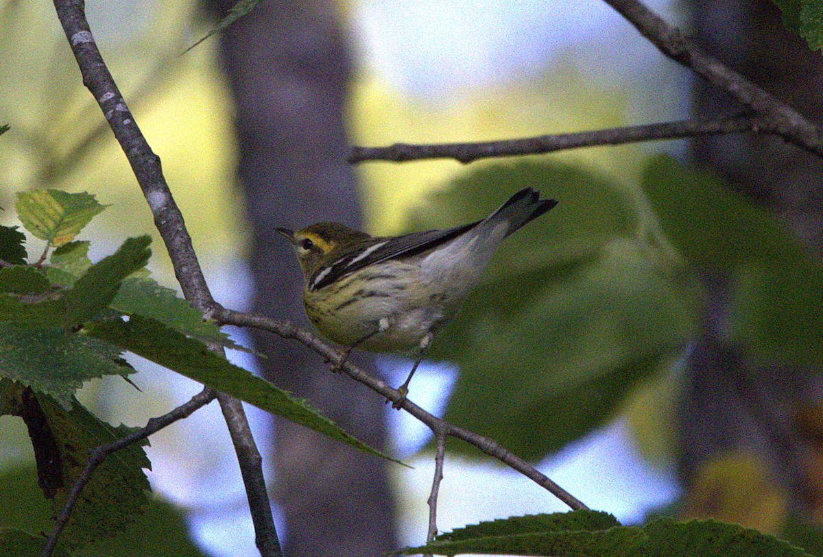 Blackburnian Warbler - ML623126787