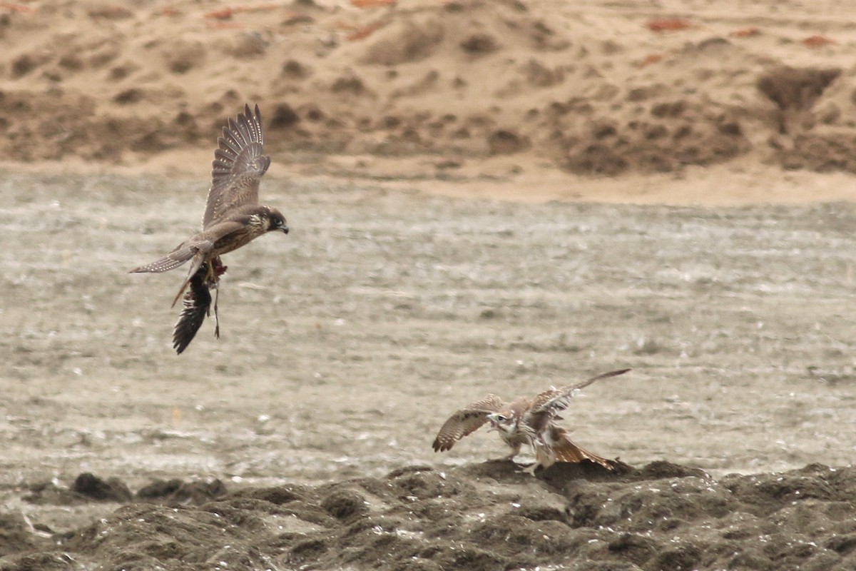 Prairie Falcon - ML623126855