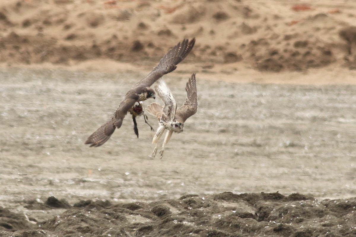 Prairie Falcon - ML623126860