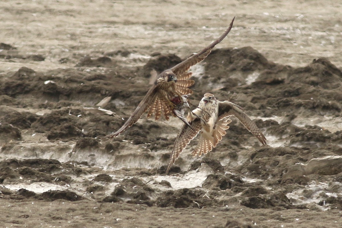 Prairie Falcon - ML623126864