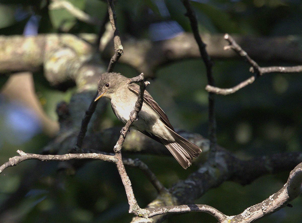 Eastern Wood-Pewee - ML623126865