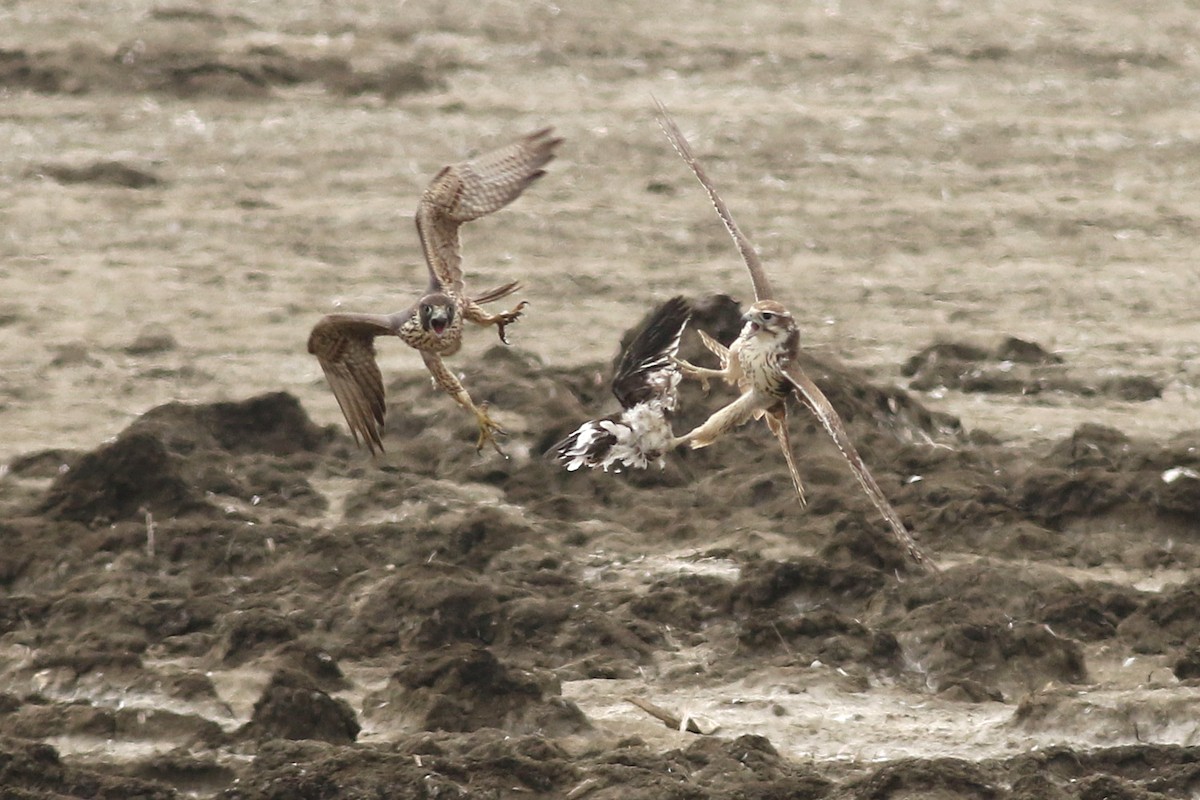 Prairie Falcon - ML623126877