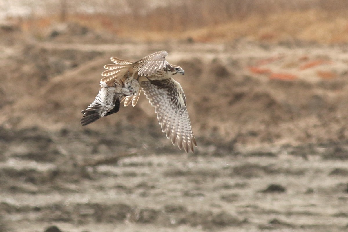 Prairie Falcon - Matt Sadowski