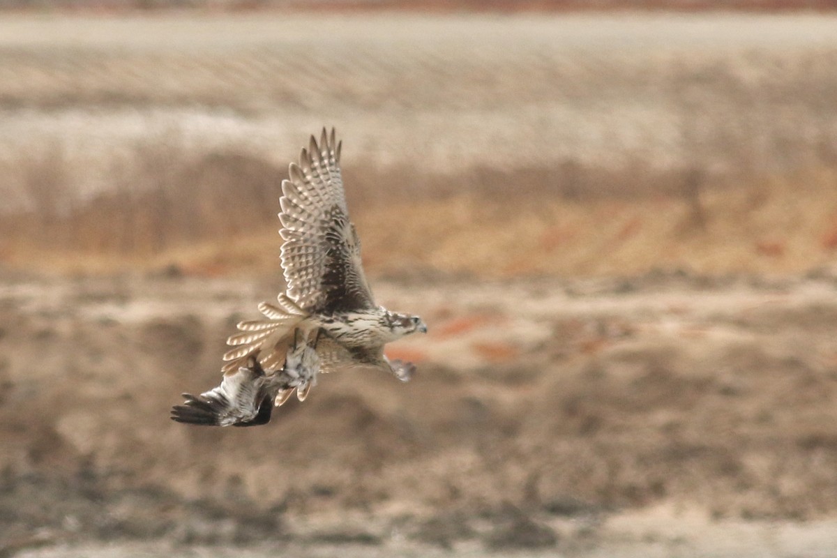 Prairie Falcon - ML623126894