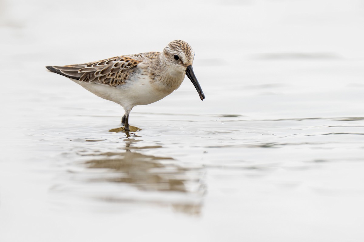 Western Sandpiper - Henry Chiu