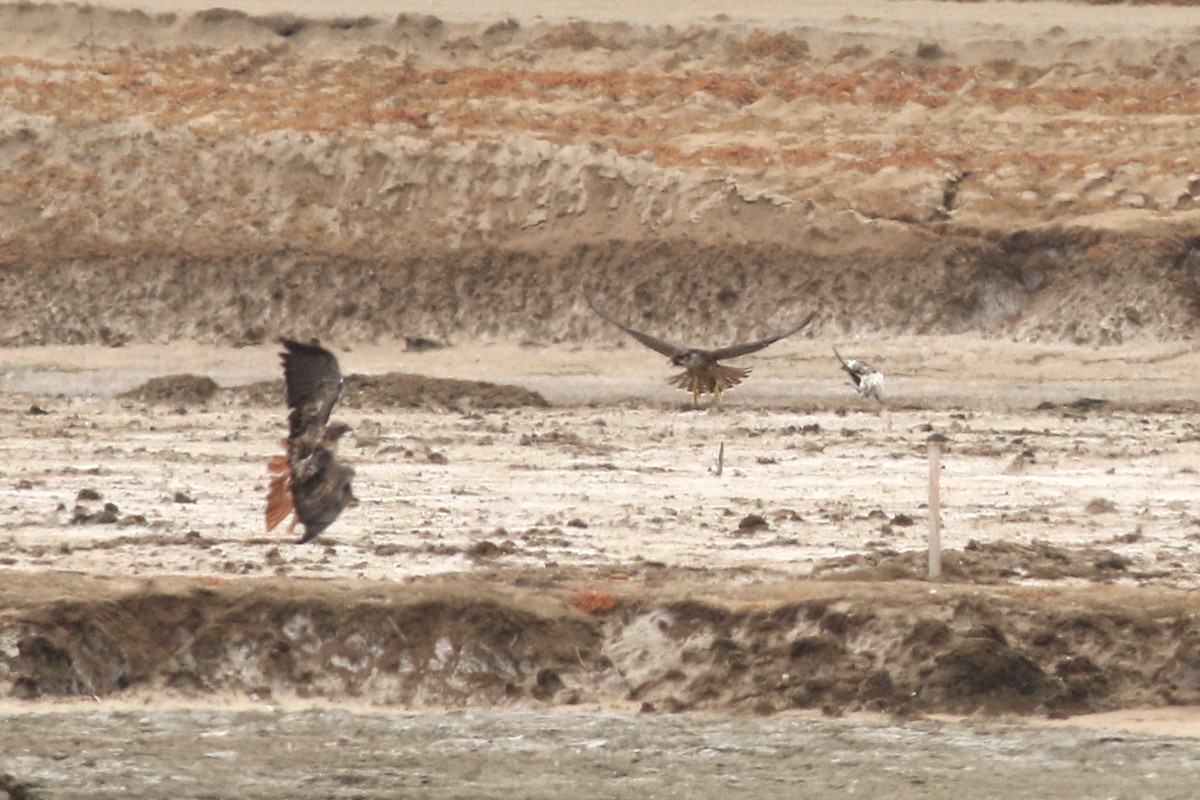 Red-tailed Hawk - ML623126908