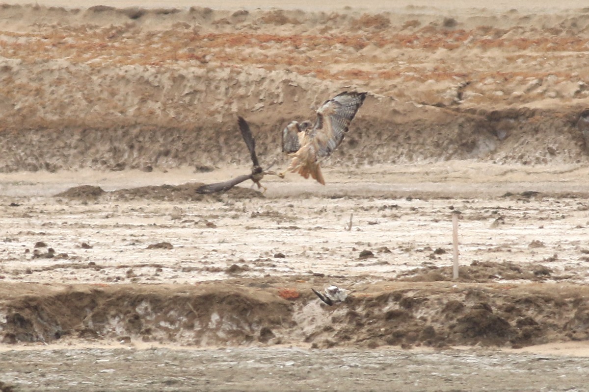 Red-tailed Hawk - ML623126910