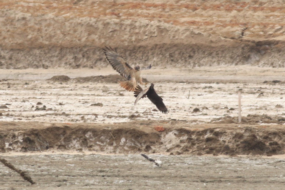 Red-tailed Hawk - ML623126918