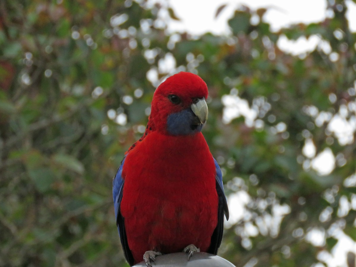 Crimson Rosella - ML623126949