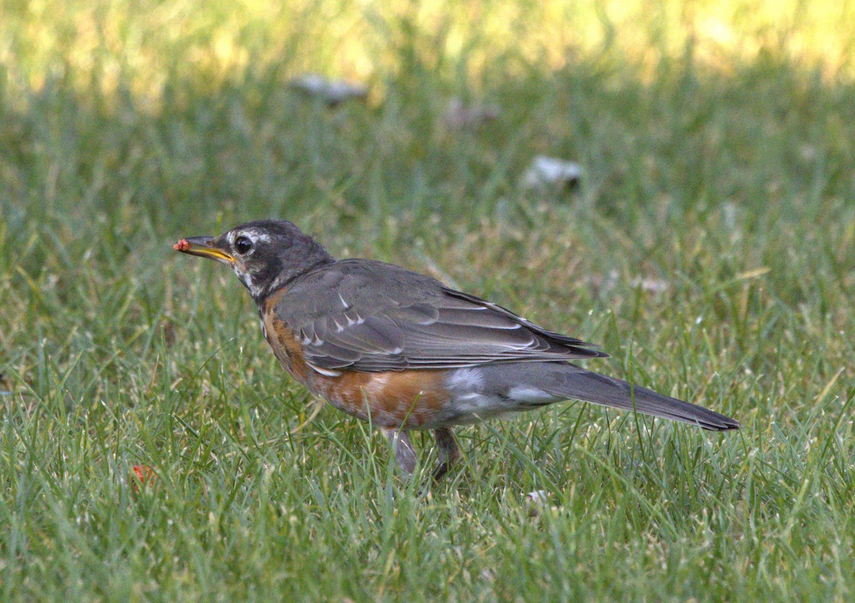 American Robin - ML623126969